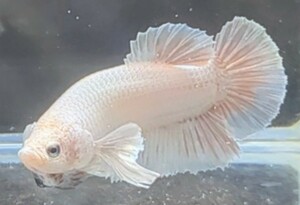 【ほっぺちゃんFARM】〈ベタ・Betta〉O-6 ホワイトファンシー・ストロベリーディーテル・ウルトラダンボPK (オス♂)