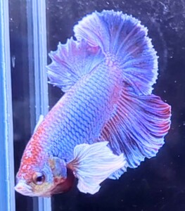 【ほっぺちゃんFARM】〈ベタ・Betta〉S-6 ビオニー・フューシャ・サラマンダー・ウルトラダンボPK (オス♂)