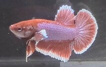 【ほっぺちゃんFARM】〈ベタ・Betta〉P-2 ラベンダーバタフライ・バイオレットリフレ・ダンボPK (オス♂)☆やけくそSALE☆_画像2