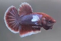 【ほっぺちゃんFARM】〈ベタ・Betta〉P-2 ラベンダーバタフライ・バイオレットリフレ・ダンボPK (オス♂)☆やけくそSALE☆_画像1