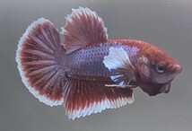 【ほっぺちゃんFARM】〈ベタ・Betta〉P-2 ラベンダーバタフライ・バイオレットリフレ・ダンボPK (オス♂)☆やけくそSALE☆_画像6