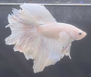 【ほっぺちゃんFARM】〈ベタ・Betta〉P-3 オペックホワイト・スーパーダンボHM (オス♂)☆SALE☆