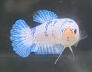 【ほっぺちゃんFARM】〈ベタ・Betta〉L-8 パステル・ポルカ・ブルーリムPK (メス♀)