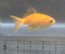 【ほっぺちゃんFARM】〈金魚・Gold fish〉Mix金魚・仲良し2匹セット(Bセット)☆SALE☆_画像4