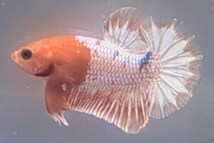 【ほっぺちゃんFARM】〈ベタ・Betta〉Q-6 オレンジファンシー・カッパーヘルボーイ・スターテールPK (オス♂)