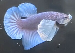 【ほっぺちゃんFARM】〈ベタ・Betta〉M-7 プラム・パープルミックス・ブルーファンシー・ウルトラダンボPK (オス♂)