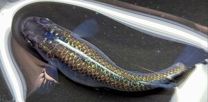 送料込み【サイコメダカ】極ラメ若魚 ☆ サンシャイン交配系 フレーミングラメ アースアイ ♀1匹 掛け合わせ用 産卵個体