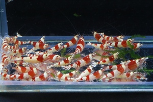 87 ground yellowtail [ marks lieHiro] Red Bee Shrimp 30 pcs inside . egg 1 pcs band outline of the sun 