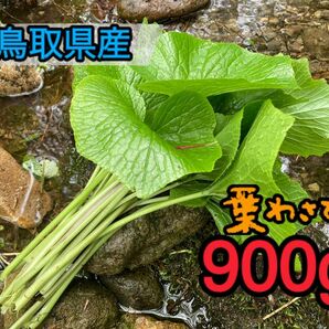 天然 葉わさび ワサビ 900g 採取から24時間以内発送 ①