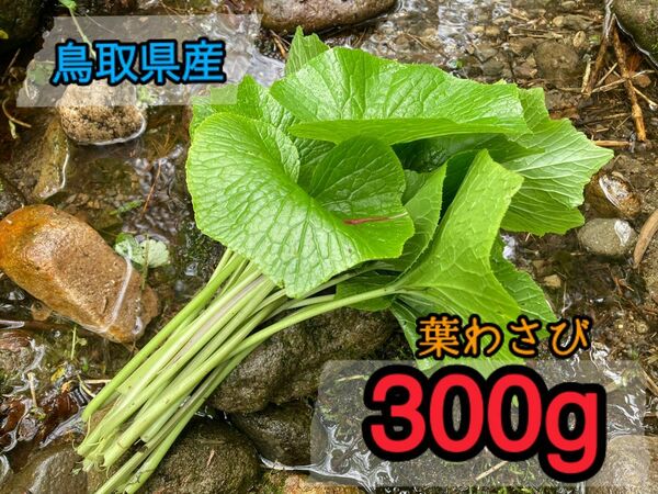 天然 葉わさび ワサビ 300g 採取から24時間以内発送 ①