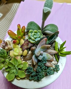 ★多肉植物カット苗★寄せ植えセット！画像の物抜き苗で発送(^^♪