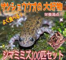 イモリの大好物！よく食べます！栄養満点！新鮮！採れたて直送！シマミミズ100匹セット☆爬虫類の餌、亀の餌、観賞魚の餌、釣りの餌にも！_画像7