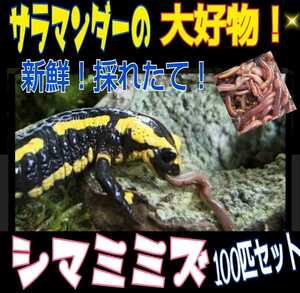 サラマンダーの餌に！良く食べます！栄養満点！新鮮！採れたて直送！シマミミズ100匹セット☆爬虫類の餌、亀の餌、観賞魚の餌、釣りの餌に