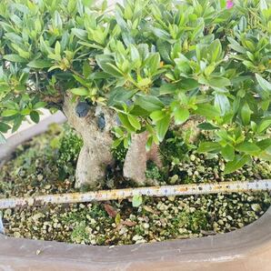 皐月盆栽 寿光 樹高約25cm 幹周り約52cmの画像8