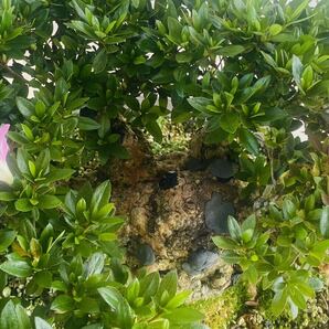 皐月盆栽 寿光 樹高約25cm 幹周り約52cmの画像6