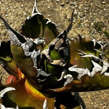 アガベ チタノタ オアハカ産オテロイ Oaxaca oteroi メキシコ agave titanota_画像9