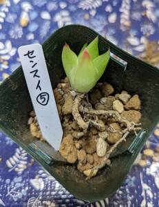 多肉植物　ハオルチア　センスイ⑤