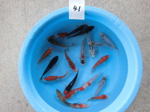 ** control N41 colored carp various 20 pcs (10~13 centimeter rom and rear (before and after) ) Niigata production **