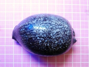 ◇貝殻　ヤクシマダカラ（タカラガイ殻）約75ミリ　　貝殻収集・個人向け標本に