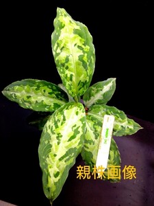 HW便!!Aglaonema pictum SABER [H] from Sibolga Timur HW0915-05 アグラオネマ