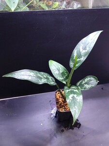 Aglaonema マリア アグラオネマ