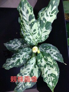 Aglaonema Pictum 雷(13冬) from Sibolga Timur AZ0913-3　アグラオネマ いかずち