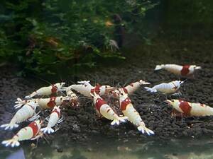  Red Bee Shrimp 10 шт дополнительный подарок! # женский #. яйцо # Cherry шримс # bee shrimp 