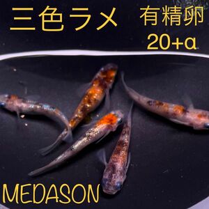 三色ラメ　メダカ　有精卵20+α