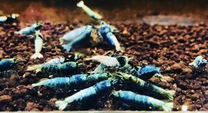  Ebino capital -miyako- on etc. aquarium from blue turquoise shadow shrimp 10 pcs 