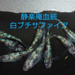 残り僅か◆だんごメダカ◆静楽庵血統「白ブチラメ幹之サファイア」若魚3ペア★匿名配送★発泡スチロール発送★即決おまけ一匹追加★