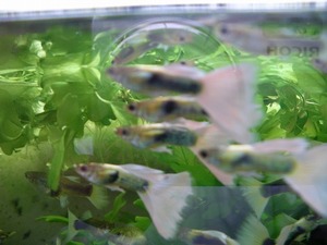 ドイツイエロータキシード(ホワイトウイング）稚魚１０匹 