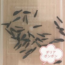 タネから育てるダリア　ポンポン咲き　ミックス　　花の種_画像3