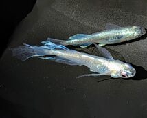 ドラゴンブルー S SSサイズ稚魚10匹メダカ水槽 メダカ種類 メダカの飼い方室内 メダカの飼い方 メダカの飼い方屋外_画像4