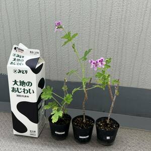 ローズゼラニウム＊ゼラニウム＊ゼラニューム ＊苗＊宿根草＊センテッドローズ＊ハーブ＊フレッシュな薔薇のいい香りです＊3個セット