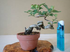  sun The si mini bonsai 