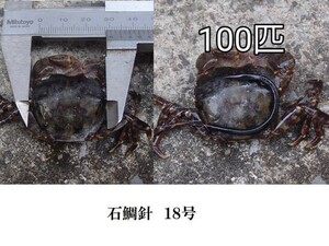 100 pcs .gani freezing iso crab L size striped beakfish isigaki large black sea bream I name also 