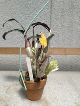 洋蘭　デンドロ　Den.capituliflorum 'Hihimanu'　現在数か所で開花中_画像1