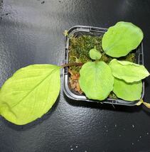 Homalomena sp. SunShine-HW from Sibolga timur【HW1223-02】 ホマロメナ　熱帯植物_画像2