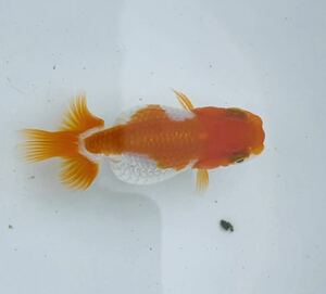 11.* length orchid * Uno group golgfish Special on 3 -years old 7.5 centimeter own production 