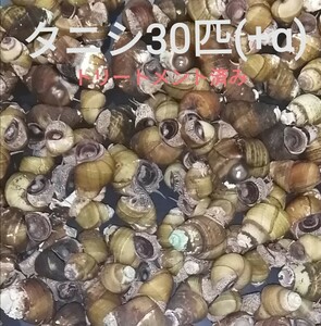 タニシ30匹(+α)　アクアリウム　苔対策　浄化能力　淡水　お掃除屋さん　巻貝　メダカ　金魚　ヒメタニシ