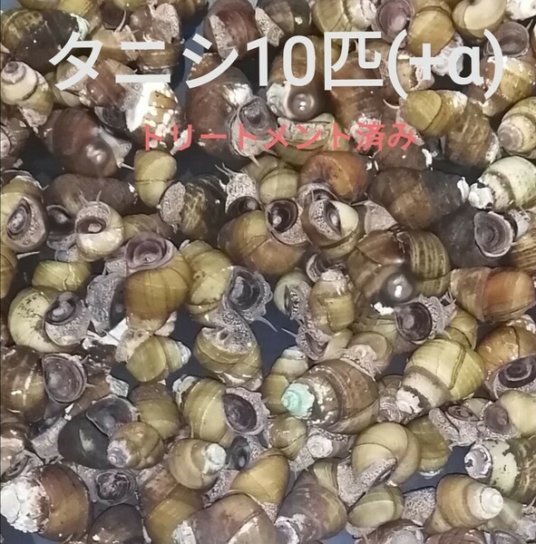 タニシ10匹(+α)　苔対策　浄化能力　淡水　お掃除屋さん　メダカ　金魚　水草　アクアリウム　ビオトープ　ヒメタニシ　巻貝