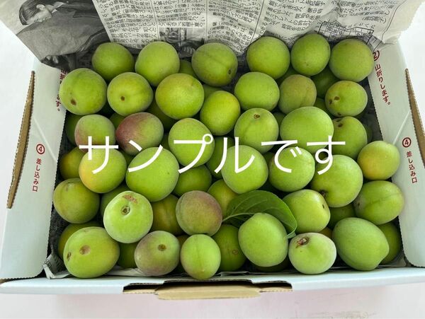 【訳あり】青梅 約1キロ　完全無農薬（大きめサイズ）