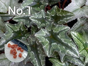 [ семена ]No.1 ( последний лот ). вид цикламен персидский C. hederifolium 'Ashwood Lysander' 10 шарик 
