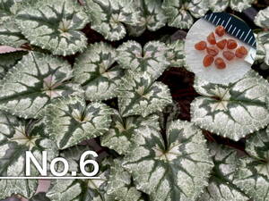 【種子】No.6 (最終出品) 原種シクラメン C. hederifolium 'Bowles's Apollo' １０粒