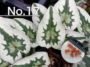 【種子】No.17 (最終出品) 原種シクラメン C. hederifolium 'No Name' １０粒