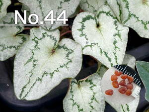 【種子】No.44 (最終出品) 原種シクラメン C. hederifolium １０粒