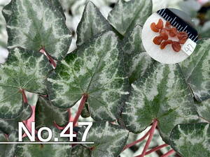 【種子】No.47 (最終出品) 原種シクラメン C. hederifolium MELJ93074より １０粒