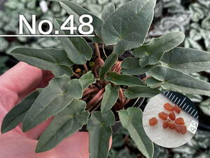 【種子】No.48 (最終出品) 原種シクラメン C. hederifolium １０粒