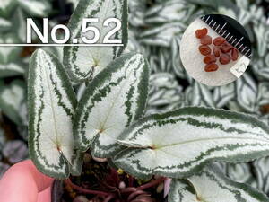 【種子】No.52 (最終出品) 原種シクラメン C. hederifolium １０粒