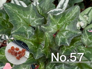 【種子】No.57 (最終出品) 原種シクラメン C. hederifolium １０粒